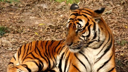 ಇಬ್ಬರನ್ನು ಕೊಂದ ಹುಲಿಗೆ ಅಜೀವ ಶಿಕ್ಷೆ!