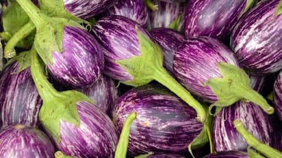 വഴുതനച്ചെടിയിലെ പൂക്കള്‍ കൊഴിയാതിരിക്കാന്‍ ഈ മാര്‍ഗ്ഗങ്ങള്‍ പരീക്ഷിക്കാം