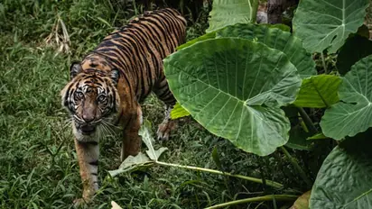 Coronavirus: Indonesia zoo may slaughter its deer to feed tiger, leopard due to food shortage