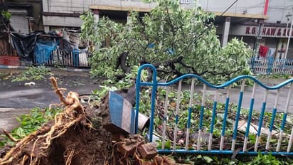 আমফানের আঘাতে অসুস্থ বুড়ো বট পাবে চিকিৎসা, রি-প্ল্যান্টেশনও করবে কলকাতা পুরসভা