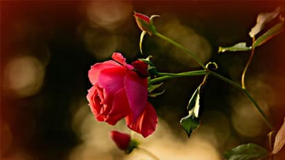 റോസാച്ചെടിയുടെ ഇലകള്‍ മഞ്ഞനിറം ബാധിച്ച് കൊഴിയാതിരിക്കാന്‍ ഇവ ശ്രദ്ധിക്കാം