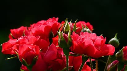 Astrology Tips: ಗುಲಾಬಿ ಹೂವುಗಳನ್ನು ಈ ರೀತಿ ಬಳಸಿದ್ರೆ ಅದೃಷ್ಟ ಬದಲಾಗುತ್ತೆ