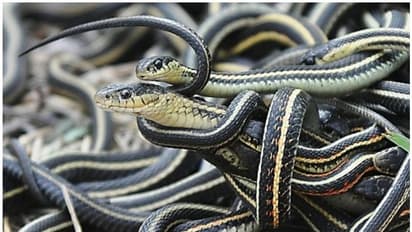 പാമ്പുകള്ക്ക് തനിച്ചിരിക്കാന് പേടിയാണോ? അവയ്ക്ക് കൂട്ടുകാരുണ്ടോ?