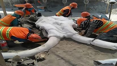 15 ಸಾವಿರ ವರ್ಷ ಹಿಂದೆ ಮಾನವನಿಂದ 'ದಾನವ'ನ ಬೇಟೆ: ಸಾಕ್ಷಿಗೆ ಸಿಕ್ತು ಬೃಹತ್ ಮೂಳೆ!