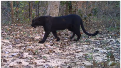 ഏഴുവര്‍ഷത്തെ ഇടവേളയ്ക്ക് ശേഷം കരിമ്പുലിയെ കണ്ടെത്തി; 'ബഗീര'യാണോയെന്ന് ട്വിറ്റര്‍