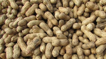 നിലക്കടല കൃഷി വീട്ടിലും പരീക്ഷിക്കാം; ഇക്കാര്യങ്ങള്‍ പരിഗണിച്ചാല്‍ മതി