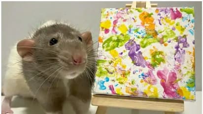 എലി വരച്ച ചിത്രം; വിറ്റുപോയത് 1000 പൗണ്ടിന്; ലോകത്തെങ്ങുമുള്ള ആരാധകർ കാത്തിരിക്കുന്നു