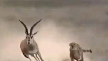 മാനിനെ വേട്ടയാടുന്ന ചീറ്റപ്പുലി;  കണ്ടിരുന്നുപോകും ഈ വീഡിയോ