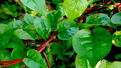 മലബാര് സ്പിനാഷ് അഥവാ വഷളച്ചീര, രുചിയില് ഒട്ടും വഷളല്ല...