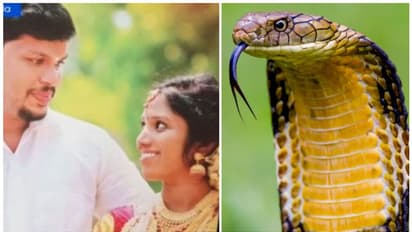 പാമ്പിനെ കൊണ്ട് കടിപ്പിക്കുന്നതിന് മുമ്പ് ഉത്രയ്ക്ക് ഉറക്കഗുളിക നൽകിയിരുന്നു; കൂടുതൽ വിവരങ്ങൾ പുറത്ത്