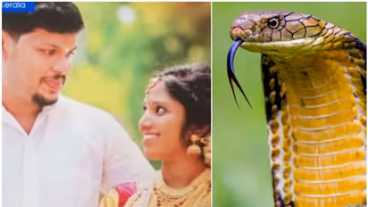 10,000 രൂപയ്ക്ക് കൊടുവിഷമുള്ള മൂര്ഖനെ സൂരജ് വാങ്ങി; ക്രൂരകൊലപാതകത്തിന്റെ വഴിത്തിരിവ്