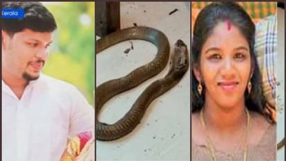 ഉത്രയെ കടിച്ചത് കരിമൂർഖൻ തന്നെ; പാമ്പിന്റെ പോസ്റ്റ്മോർട്ടം കഴിഞ്ഞു, തെളിവുകൾ ലഭിച്ചെന്ന് ഡോക്ടർമാർ