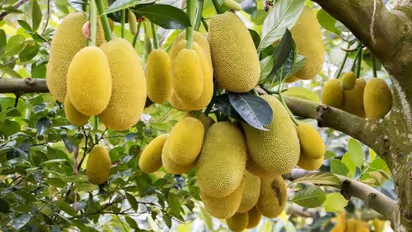 কেরলের কাঁঠাল যাচ্ছে অস্ট্রেলিয়া, আগামী বছর লক্ষ্য সিঙ্গাপুর থেকে জার্মানি