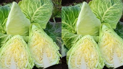 പുളിപ്പും മധുരവും കലര്ന്ന മര്ഡോക് കാബേജ്