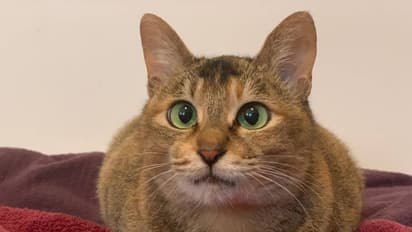 ചൈനയിൽ നിന്ന് കണ്ടെയ്നറിൽ ചെന്നൈയിൽ എത്തി; മൂന്നുമാസത്തെ ക്വാറൻൈൻ പൂർത്തിയാക്കി പൂച്ച