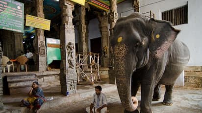 இனி..கோயில் யானைகளுக்கு தடை... நீதிமன்றம் அதிரடி உத்தரவு