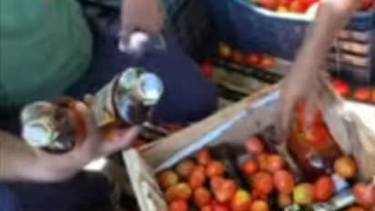 താമരശ്ശേരിയിൽ വിദേശമദ്യ വേട്ട; പച്ചക്കറിക്കൊപ്പം കടത്തിയ  48 കുപ്പി മദ്യം പിടികൂടി