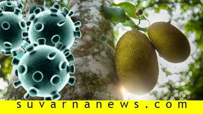 ಹಲಸಿನ ಕಾಯಿ ಬಿದ್ದು ಗಾಯಗೊಂಡಿದ್ದವಗೆ ಕೊರೋನಾ ಸೋಂಕು!