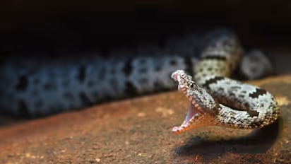 Six-year-old dies in quarantine centre after being bitten by snake