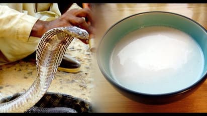 പാമ്പുകൾ പാലുകുടിക്കുമോ? അവയ്ക്ക് പ്രതികാരബുദ്ധിയുണ്ടോ? പാമ്പുകളെപ്പറ്റി നിലവിലുള്ള അഞ്ച് അന്ധവിശ്വാസങ്ങൾ