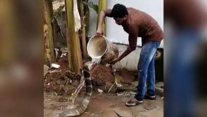 Man gives cobra a head bath; netizens in shock and awe after watching video