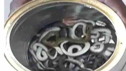 వంట గదిలో 14 పాము పిల్లలు.. భయంతో..