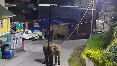 ലോക്ഡൗണ്‍ കാലത്ത് മൂന്നാര്‍ അടക്കിവാണ് കാട്ടുകൊമ്പന്‍മാര്‍