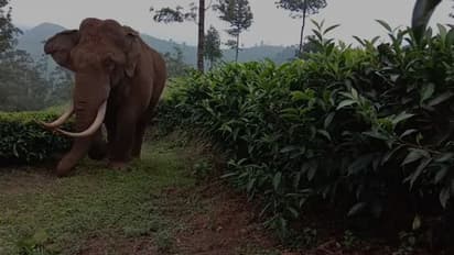 മൂന്നാര്‍ എസ്റ്റേറ്റ് മേഖലയില്‍ വീണ്ടും കാട്ടാന ആക്രമണം; തൊഴിലാളിയുടെ വീട് തകര്‍ത്തു