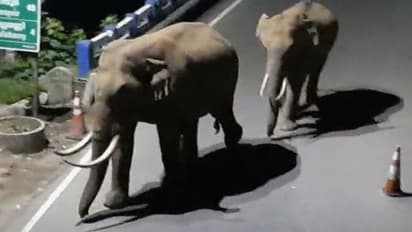 കാട്ടാന ശല്യം; വനംവകുപ്പ് അടിയന്തര നടപടി സ്വീകരിക്കണമെന്നാവശ്യപ്പെട്ട് എംഎല്‍എ റോഡ് ഉപരോധിച്ചു