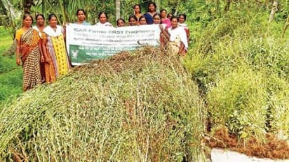 കണ്ടുപഠിക്കണം, ഈ പെണ്‍കൂട്ടായ്മയുടെ എള്ളുകൃഷി മാതൃക