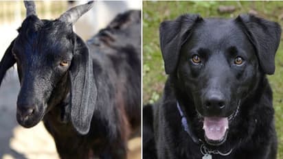 कुत्ते ने बकरी पर पर किया हमला, गुस्से में पड़ोसियों ने काट ली पूंछ, थाने पहुंच गए विधायक जी