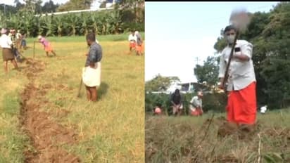 'സുഭിക്ഷകേരളം' ഏറ്റെടുത്ത്  രാജാക്കാട്ടെ കര്‍ഷക കൂട്ടായ്മ; പാടശേഖരം പാട്ടത്തിനെടുത്ത് കൃഷി