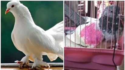 ഫോണ് നമ്പര് എഴുതിയ ടാഗ്, ചിറകില് പിങ്ക് നിറം; കശ്മീരില് പിടികൂടിയ പ്രാവ് പാക് ചാരവൃത്തിയെന്ന് സംശയം