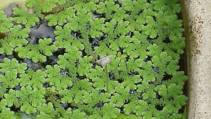 വീട്ടുമുറ്റത്ത് തടമെടുത്ത് അസോള വളര്ത്താം; കന്നുകാലികള്ക്ക് മാത്രമല്ല മനുഷ്യര്ക്കും ഭക്ഷിക്കാം