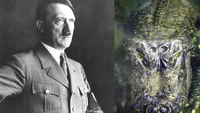 രണ്ടാം ലോകമഹായുദ്ധത്തെയും അതിജീവിച്ച 'ഹിറ്റ്ലറുടെ ചീങ്കണ്ണി' ഓര്മ്മയായി