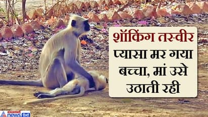 पानी को लेकर भटकती रही मां, जब बच्चा प्यास से मर गया..तो घंटों उसे उठाने की कोशिश करती रही