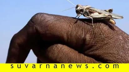 ಮಿಡತೆ ಏನೀ ನಡತೆ? ಬಿರುಗಾಳಿಯಂತೆ ದಾಳಿ ಮಾಡುವ ಕೀಟಗಳು