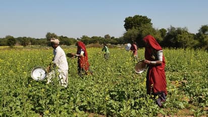 ഉത്തരേന്ത്യന് കൃഷിയിടങ്ങള് കീഴടക്കി വെട്ടുക്കിളികള് ; ചിത്രങ്ങള്