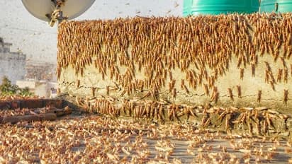 ಉತ್ತರ, ಪೂರ್ವ ದಿಕ್ಕಿನತ್ತ ಮಿಡತೆ ಸೈನ್ಯ: ಕರ್ನಾಟಕದಲ್ಲಿ ದಾಳಿ ಸಾಧ್ಯತೆ ಕ್ಷೀಣ!