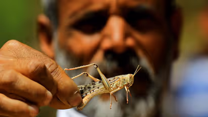 കൊവിഡിനിടെ ആശങ്കയായി വെട്ടുകിളിക്കൂട്ടം; തടഞ്ഞില്ലെങ്കിൽ ഭക്ഷ്യ ക്ഷാമം
