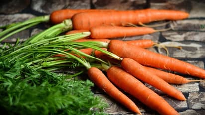 ഈ പച്ചക്കറികളും പഴങ്ങളും വളര്‍ത്തുനായയ്ക്കും നല്‍കാം; അരുമമൃഗങ്ങള്‍ക്കായും വീട്ടില്‍ കൃഷി ചെയ്യാം