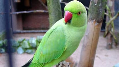 'ദയവ് ചെയ്ത് എന്നെ ഉപദ്രവിക്കരുത്'; ബലാത്സംഗ കേസിലെ നിര്ണായക സാക്ഷിയായി തത്തമ്മ