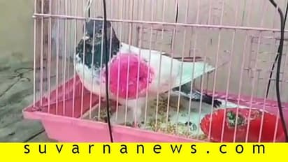 ಕಾಶ್ಮೀರದಲ್ಲಿ ಪಾಕಿಸ್ತಾನದ ಗೂಢಚರ್ಯೆ ಪಾರಿವಾಳ: ನಿಗೂಢ ಸಂದೇಶ ಪತ್ತೆ!