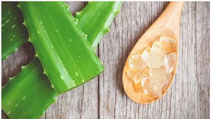 Aloe Vera Face Pack : മുഖകാന്തി കൂട്ടാൻ കറ്റാർവാഴ കൊണ്ടുള്ള ഫേസ് പാക്കുകൾ