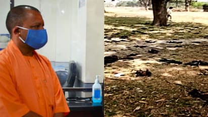 শয়ে শয়ে মরে পড়ে আছে বাদুর, তীব্র আতঙ্ক যোগী আদিত্যনাথের খাস তালুকে