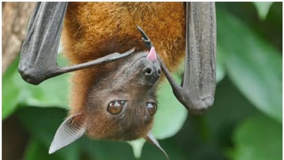 ഗൊരഖ്പുരില്‍ വവ്വാലുകള്‍ കൂട്ടത്തോടെ ചത്തു, ആശങ്ക