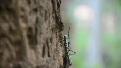 ആശങ്ക വേണ്ട; വയനാട്ടിലുള്ളത് വെട്ടുക്കിളിയല്ല പുല്ച്ചാടിയെന്ന് വിദഗ്ദര്