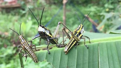 COVID-19 battle apart, Karnataka government gears up for locust attack