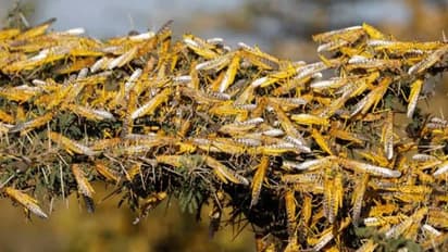 ഇന്ത്യയുടെ പേടിസ്വപ്നമായി വെട്ടുകിളികള്‍; മഹാരാഷ്ട്രയിലേക്കും യുപിയിലേക്കും പരക്കുന്നു, പഞ്ചാബില്‍ ജാഗ്രത