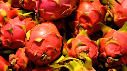 ഡ്രാഗണ്‍ ഫ്രൂട്ട് മട്ടുപ്പാവിലും വീടിനുള്ളിലും വളര്‍ത്താം; മികച്ച വരുമാനം നേടിത്തരുന്ന പഴം